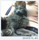 котенок (10 мес.) метис русской голубой в дар 