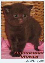 Британские шоколадные  котята из питомника VIVIAN