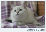 Британские котята