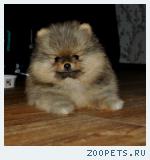 Щенки померанского щенка