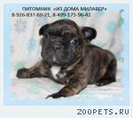 Щенки Французского бульдога