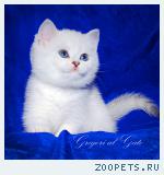 Белоснежные котята - медвежата с фиалковыми глазками