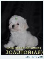 Мальтезе, мальтийская болонка щенки мини и стандарт 