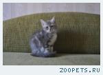 Котята породы британская короткошерстная