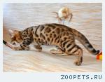 Бенгальские котята