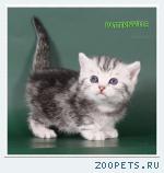 Чистокровный британский котенок