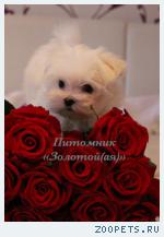 очаровательные щенки Мальтезе мини и стандарт