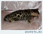 Бенгальские котята