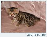 Бенгальские котята
