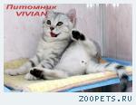 Британские котята мрамор из питомника VIVIAN
