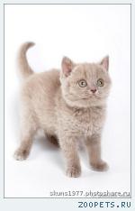 клубные котята