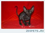 Роскошная кошечка корниш рекс