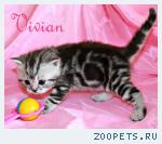 Британские котята мрамор из питомника VIVIAN