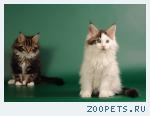Чудо-котята!