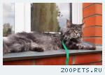 Вязка с котом мейн куном
