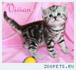 Британские котята мрамор из питомника VIVIAN