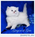 Белоснежные котята - медвежата с фиалковыми глазками