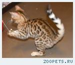 Бенгальские котята