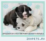 Щенки французского бульдога из питомника