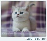 Британские котята