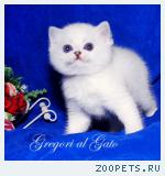 Белоснежные британские котята с фиалковыми глазками