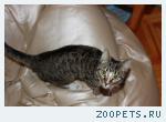 Найдена кошка