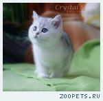Британские котята