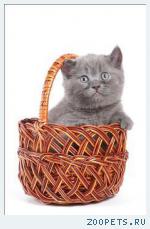 клубные котята