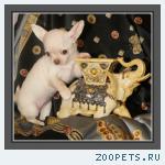 Чихуахуа  щенки