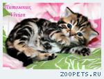 Британские котята мрамор из питомника VIVIAN