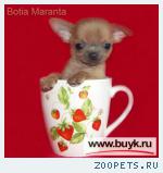 Чихуахуа - яркие щенки, РАСПРОДАЖА!