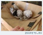 Отдам котят в добрые руки