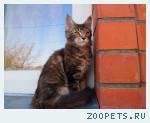 Котята девочки мейн кунята
