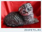 Шотландские вислоухие кошечки