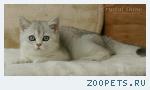 Британские котята