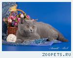 Британский котёнок