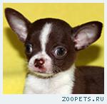 Чихуахуа шоколадного окраса