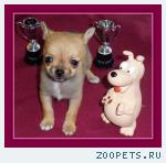 Чихуахуа  щенки