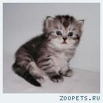 Сибирские котята