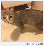 найдена кошечка на м. Первомайская
