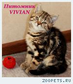 Британские котята мрамор из питомника VIVIAN