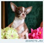 Чихуахуа шоколадного окраса