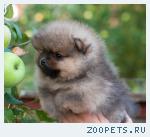 Померанский миниатюрный шпиц