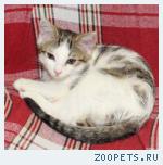 пропал кот