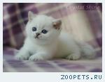 Британские котята