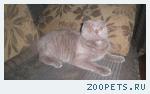Потерялся кот САРАТОВ