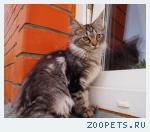 Котята мейн куны разные