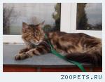 Кошка мейн кун взрослая