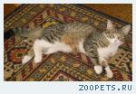Потерялся кот