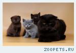 клубные котята